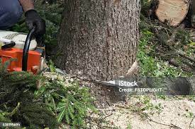 Reliable Goodwater, AL Tree Care Solutions
