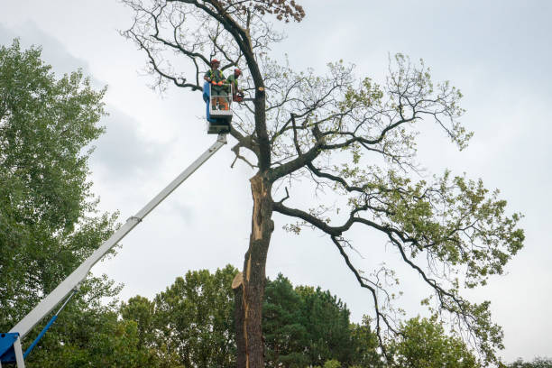 How Our Tree Care Process Works  in  Goodwater, AL